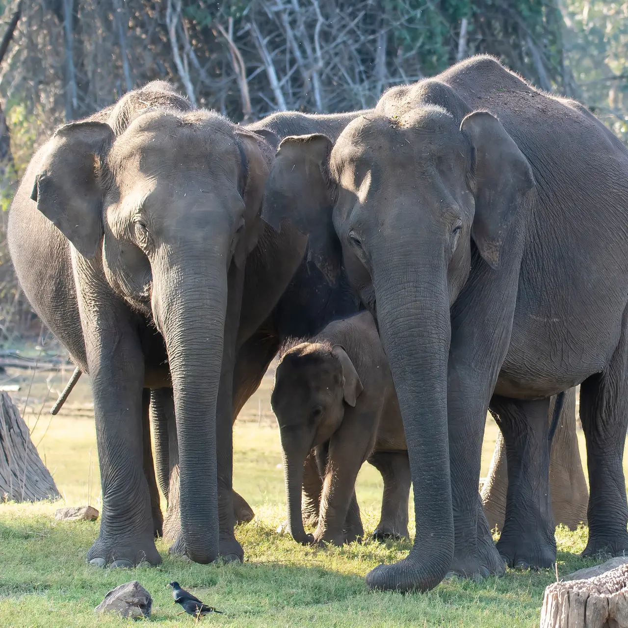 wild elephants out for a walk